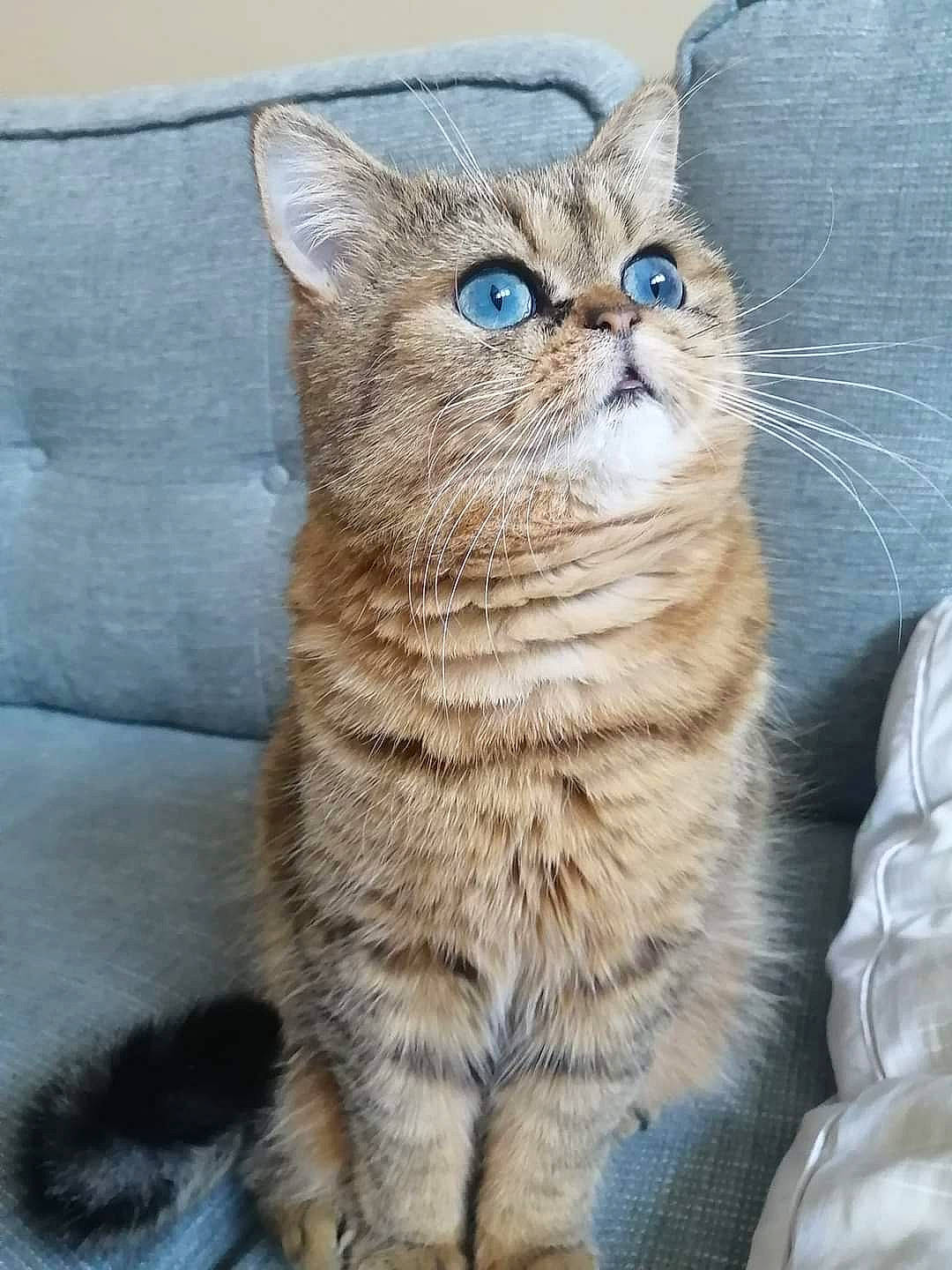 Balo participe au concours pour gagner de l'argent avec cette photo : carnivore, cat, claw, comfort, domestic_short_haired_cat, event, felidae, fur, paw, small_to_medium_sized_cats, snout, tail, terrestrial_animal, whiskers