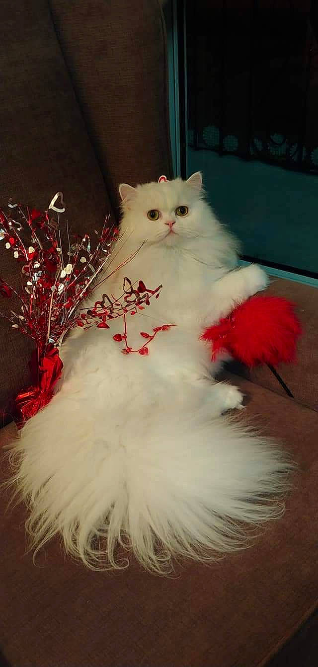 Balou participe au concours pour gagner de l'argent avec cette photo : abdomen, british_longhair, cat, event, fashion_accessory, fashion_design, feather, felidae, formal_wear, fur, jewellery, peach, petal, plant, small_to_medium_sized_cats, tail, tree, whiskers