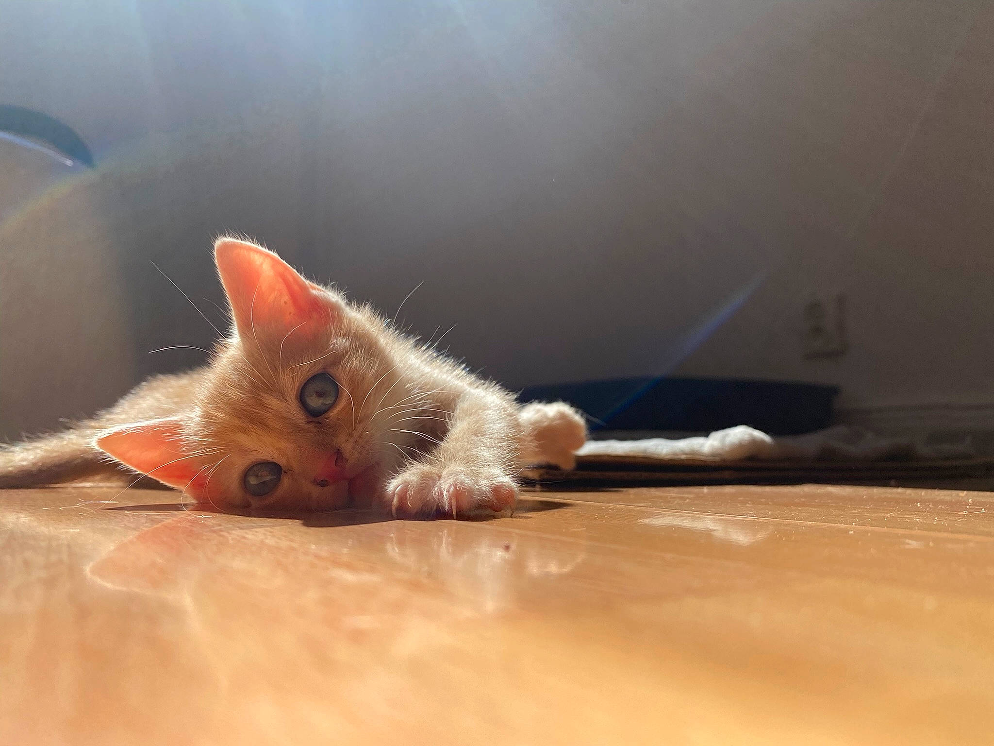 Nooky participe au concours pour gagner de l'argent avec cette photo : carnivore, cat, claw, comfort, domestic_short_haired_cat, ear, fawn, felidae, flooring, fur, hardwood, macro_photography, paw, small_to_medium_sized_cats, snout, tail, whiskers, wood