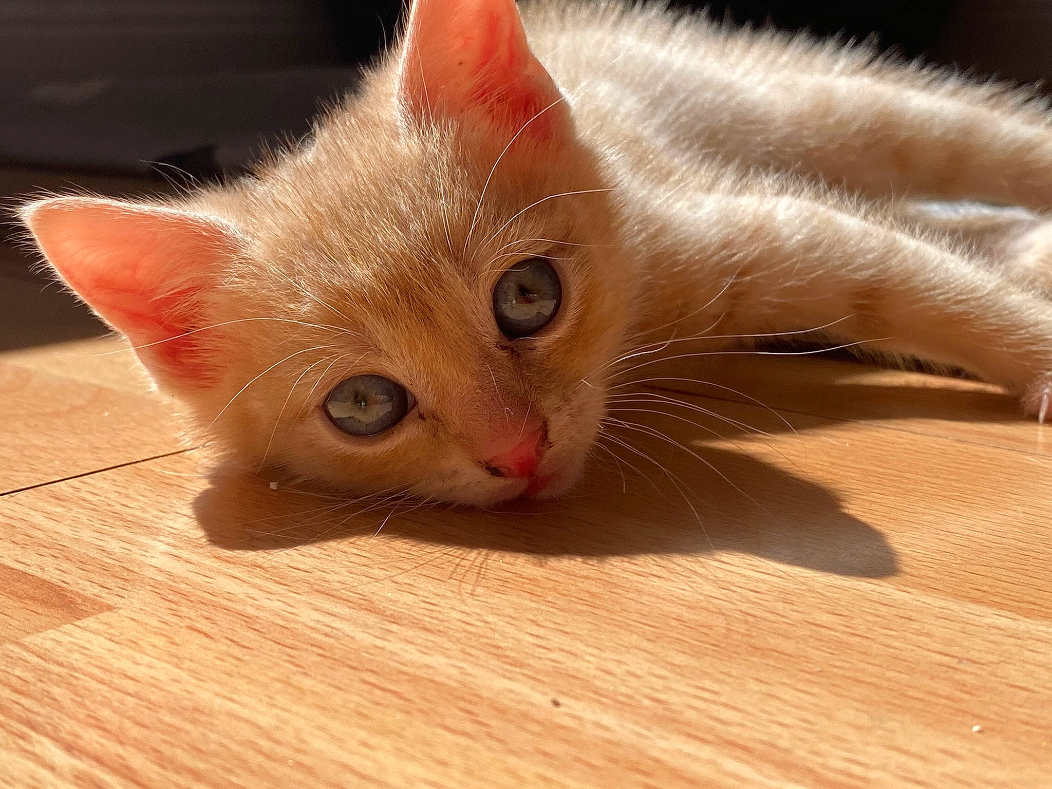 Nooky participe au concours pour gagner de l'argent avec cette photo : carnivore, cat, claw, comfort, domestic_short_haired_cat, eye, fawn, felidae, flooring, fur, hardwood, head, paw, small_to_medium_sized_cats, snout, tail, whiskers, wood, wood_flooring, wood_stain