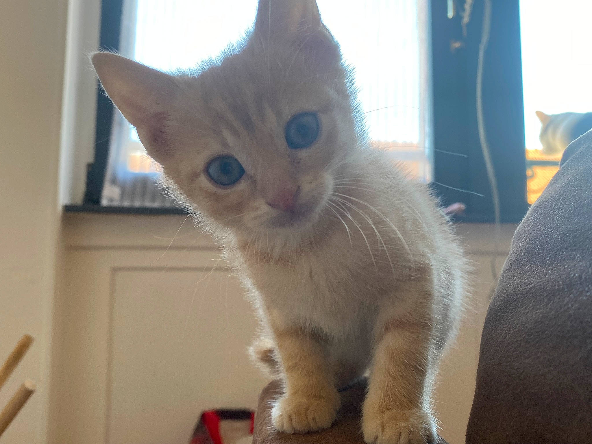 Nooky participe au concours pour gagner de l'argent avec cette photo : carnivore, cat, cat_furniture, claw, curtain, domestic_short_haired_cat, eye, fawn, felidae, fur, paw, small_to_medium_sized_cats, snout, tail, thai, whiskers, window