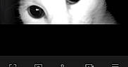 Mia a rejoint le concours — aidez-le/la à gagner de superbes lots ! animal, app_interface, black_and_white, cat, closeup, curious, digital, ears, eyes, face, indoor, monitoring, night_vision, pet, screen, security_camera, snapshot, surveillance, technology, zoom