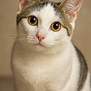 Mia a rejoint le concours — aidez-le/la à gagner de superbes lots ! cat, close_up, portrait, animal, pet, whiskers, yellow_eyes, white_fur, tabby, curious, indoor, feline, soft_background, detailed, face, ears, pink_nose, cute, clean, focused