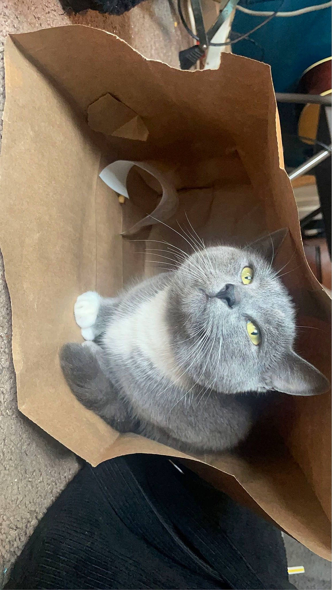 Georgia is registered to the contest to win money with this photo: carnivore, cat, comfort, domestic_short_haired_cat, felidae, fur, grey, paw, russian_blue, sitting, small_to_medium_sized_cats, snout, tail, whiskers, window, wood