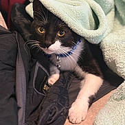 Havoc joined the competition — help win amazing prizes! animal, black_and_white, blanket, cat, comfort, cozy, curious, cute, domestic, fur, indoor, jacket, paws, pet, relaxed, resting, soft_texture, warm, whiskers, yellow_eyes