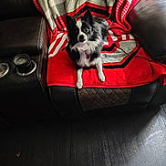 Mya May is registered to the contest to win money with this photo: alert, animal, black_and_white, blanket, canine, companion, cozy, curious, cute, dog, domestic_animal, floor, fur, furniture, home, indoor, leather_chair, pet, relaxing, sitting