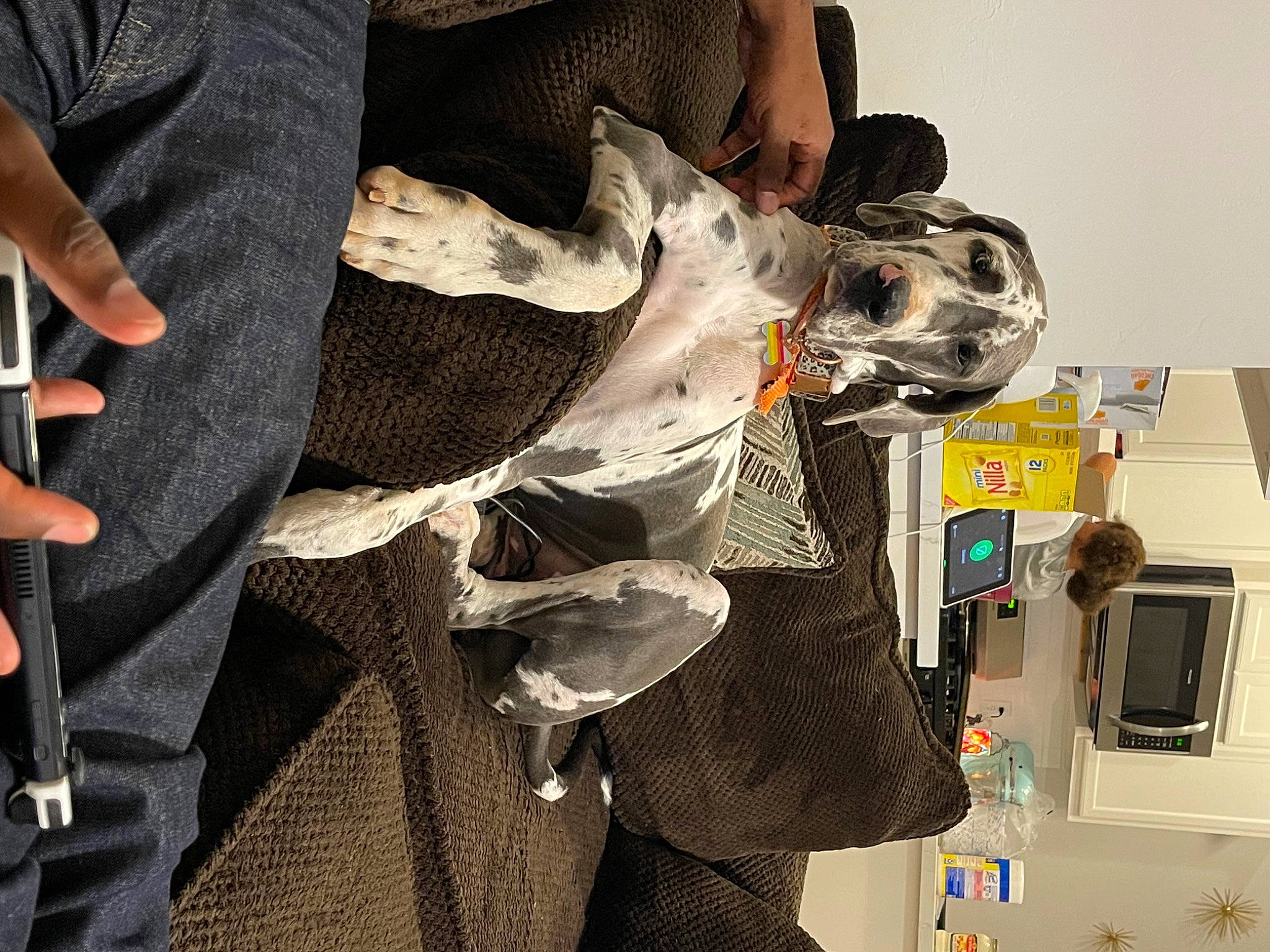 Harley Quinn is registered to the contest to win money with this photo: art, belt, costume, event, eyewear, fashion_accessory, fashion_design, fictional_character, fun, fur, machine, pattern, personal_protective_equipment, street_fashion, visual_arts