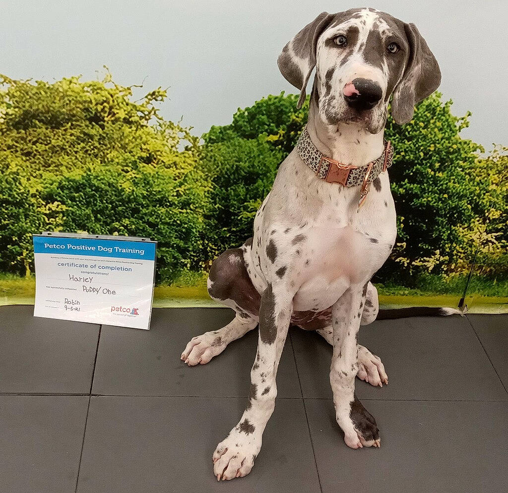 Harley Quinn is registered to the contest to win money with this photo: canidae, carnivore, collar, companion_dog, dog, dog_breed, dog_collar, fawn, gun_dog, handwriting, hood, metal, non_sporting_group, plant, sky, snout, sporting_group, tree, windshield, working_animal