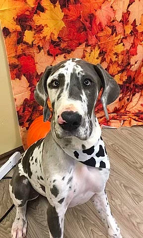 Harley Quinn is registered to the contest to win money with this photo: art, autumn, carnivore, collar, companion_dog, dog, dog_breed, dog_collar, dog_supply, door, fawn, non_sporting_group, picture_frame, snout, sporting_group, working_animal, working_dog