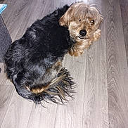 Moogly a rejoint le concours — aidez-le/la à gagner de superbes lots ! dog, pet, indoor, floor, wooden_floor, fur, curled_up, looking_back, shaggy_fur, brown, black, tail, animal, companion, cute, domestic, relaxed, home, canine, resting