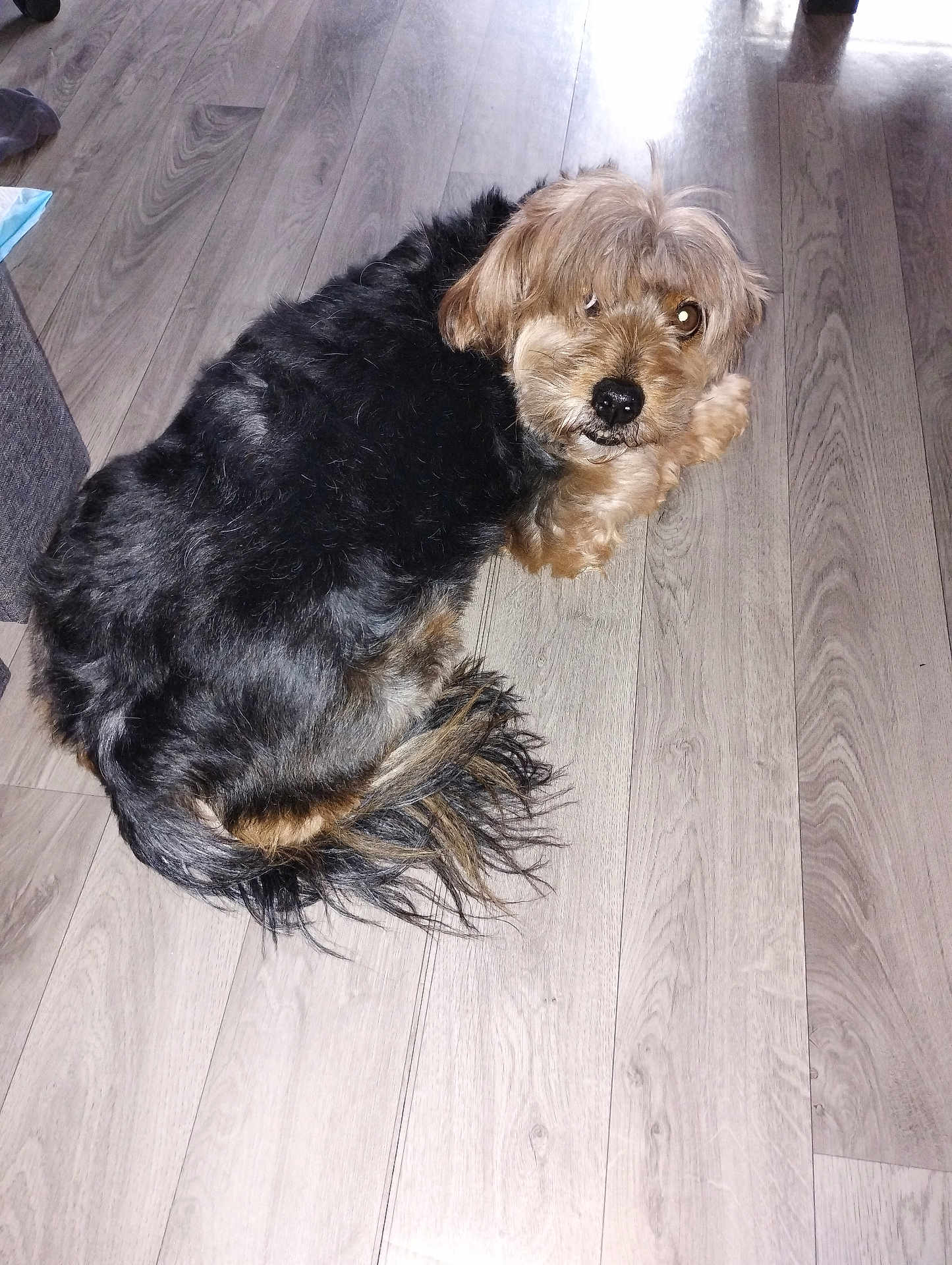 Moogly a rejoint le concours — aidez-le/la à gagner de superbes lots ! dog, pet, indoor, floor, wooden_floor, fur, curled_up, looking_back, shaggy_fur, brown, black, tail, animal, companion, cute, domestic, relaxed, home, canine, resting