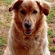 Ouper participe au concours pour gagner de l'argent avec cette photo : dog, golden_retriever, pet, animal, outdoor, grass, happy, fur, canine, nature, friendly, portrait, mammal, ears, face, tongue, sitting, playful, companion, domestic