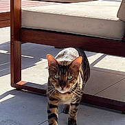 Rio participe au concours pour gagner de l'argent avec cette photo : cat, bengal_cat, animal, pet, feline, walking, outdoor, patio, chair, wooden_furniture, sunlight, floor, tile, green_eyes, whiskers, shadow, close_up, domestic_cat, alert, focused