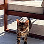 cat, bengal_cat, animal, pet, feline, walking, outdoor, patio, chair, wooden_furniture, sunlight, floor, tile, green_eyes, whiskers, shadow, close_up, domestic_cat, alert, focused
