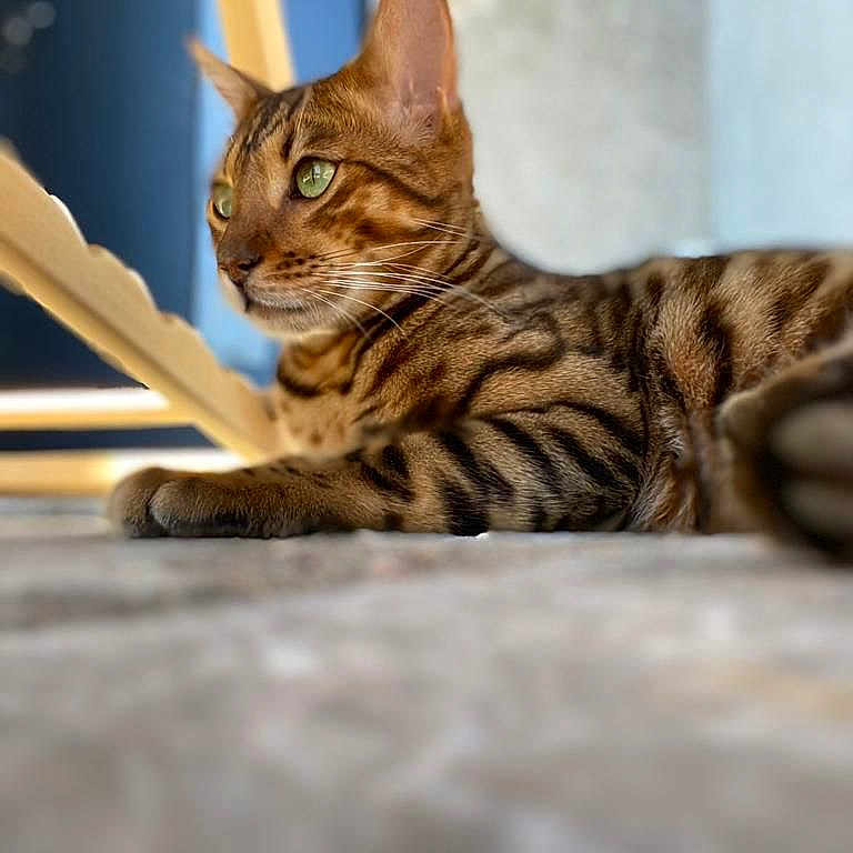 Rio participe au concours pour gagner de l'argent avec cette photo : animal, bengal_cat, brown, calm, cat, close_up, cute, domestic_cat, feline, focus, fur, green_eyes, indoor, lying_down, pet, portrait, relaxed, striped, texture, whiskers