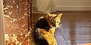 Rio participe au concours pour gagner de l'argent avec cette photo : animal, cat, cozy, curious, daylight, feline, home, indoor, ironwork, marble_column, pet, quiet, reflection, relaxed, shadow, sitting, sunlight, tabby, window, wooden_floor