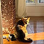 Rio participe au concours pour gagner de l'argent avec cette photo : cat, tabby, indoor, wooden_floor, sunlight, marble_column, window, ironwork, curious, pet, animal, feline, sitting, shadow, reflection, home, daylight, cozy, quiet, relaxed