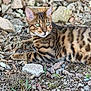 cat, bengal_cat, green_eyes, outdoor, rocky_ground, earth, nature, animal, pet, feline, spots, wild_pattern, whiskers, laying_down, alert, closeup, daylight, mammal, fur, relaxed