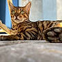 Rio participe au concours pour gagner de l'argent avec cette photo : cat, bengal_cat, green_eyes, fur_pattern, lying_down, relaxed, alert, closeup, indoor, soft_surface, whiskers, paw, portrait, animal, pet, feline, striped, tabby, focus, background_blur
