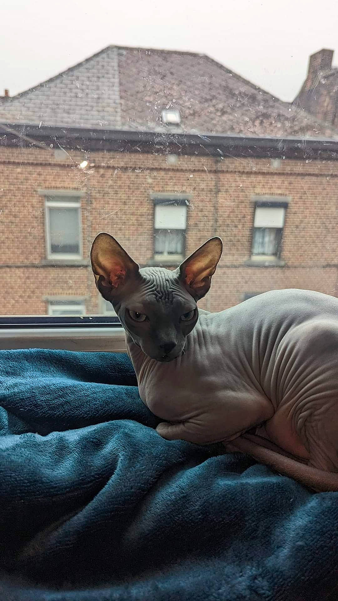 Thibald participe au concours pour gagner de l'argent avec cette photo : art, building, canidae, carnivore, comfort, companion_dog, dog, dog_breed, ear, fawn, fur, grass, head, house, sitting, snout, terrestrial_animal, whiskers, window, working_animal