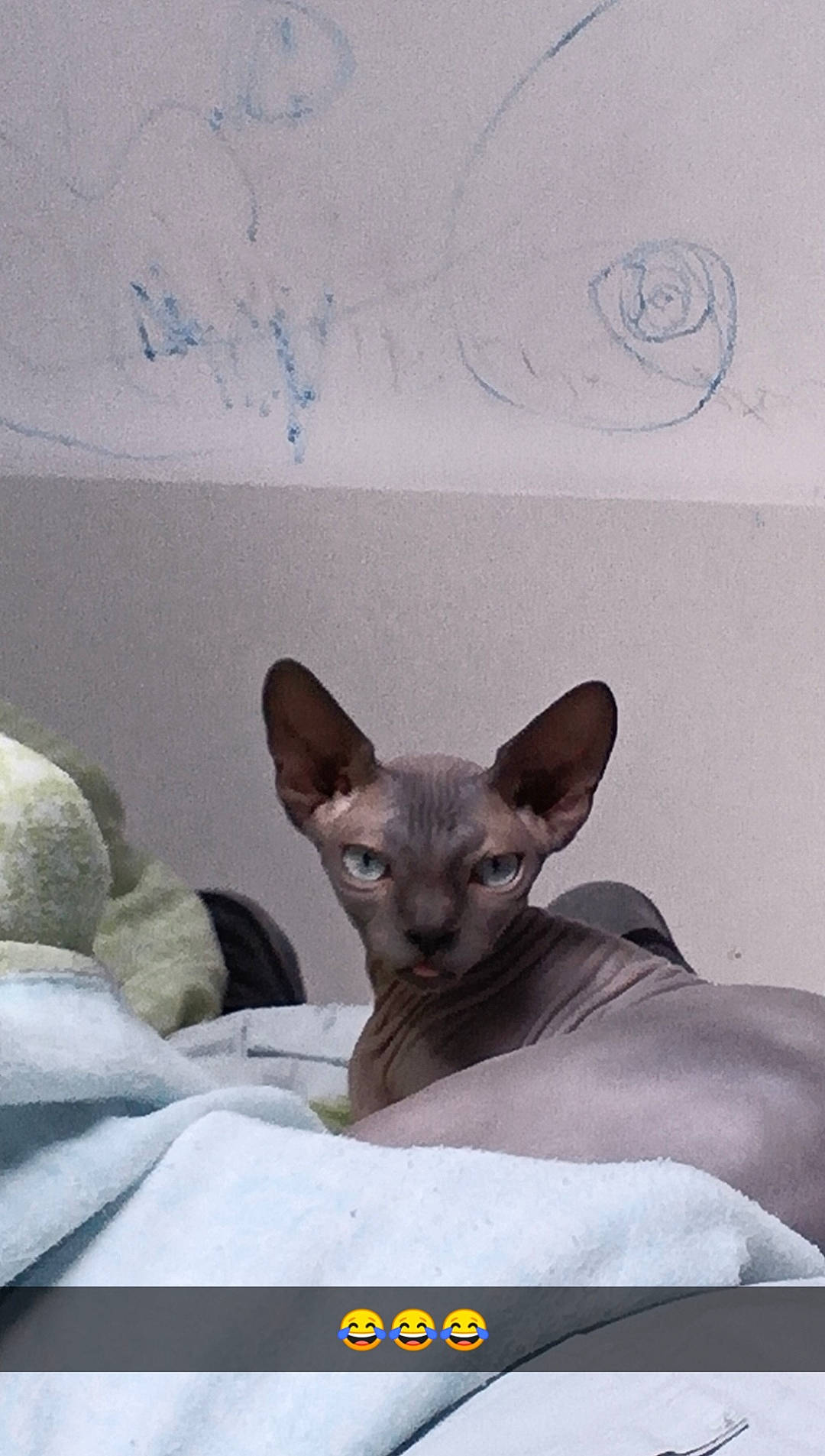 Thibald a rejoint le concours — aidez-le/la à gagner de superbes lots ! bed, carnivore, cat, comfort, companion_dog, dog_breed, ear, fawn, felidae, fur, photo_caption, siamese, small_to_medium_sized_cats, snout, terrestrial_animal, whiskers