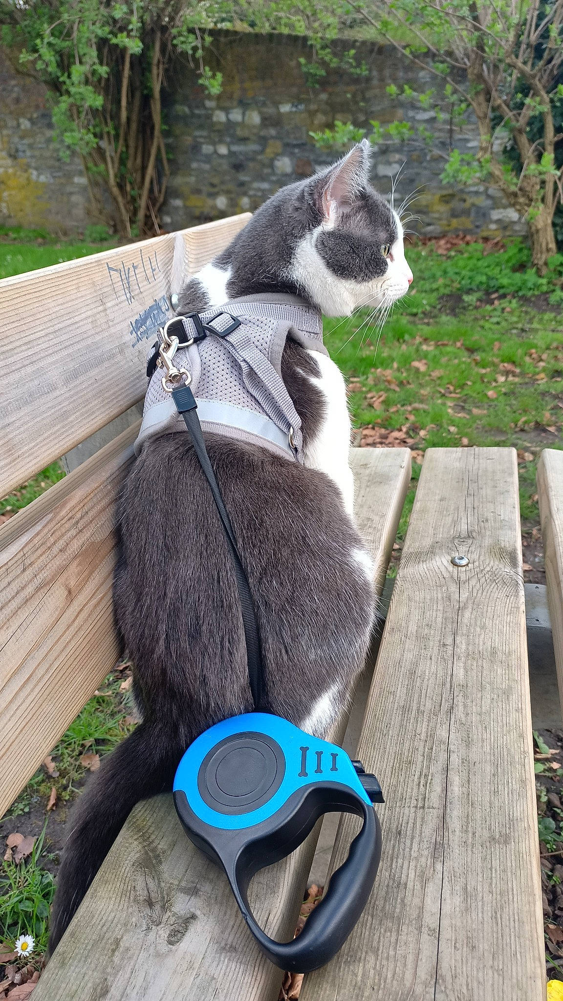 Itchy participe au concours pour gagner de l'argent avec cette photo : carnivore, cat, collar, electric_blue, fashion_accessory, felidae, fur, grass, green, grey, jewellery, pet_supply, plant, small_to_medium_sized_cats, snout, tail, terrestrial_animal, tree, whiskers, wood