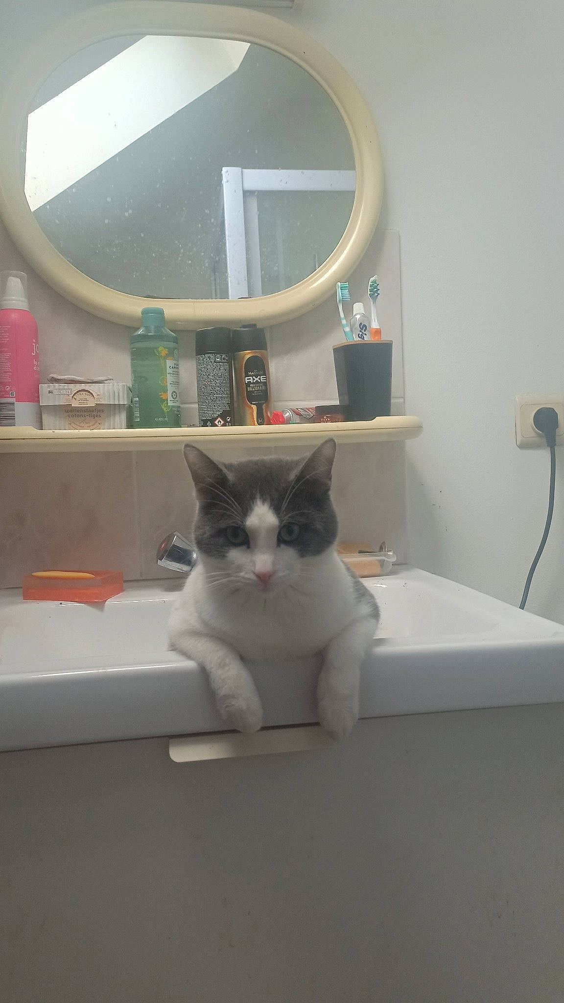 Itchy participe au concours pour gagner de l'argent avec cette photo : carnivore, cat, comfort, domestic_short_haired_cat, felidae, floor, flooring, fur, grey, hardwood, mirror, plumbing_fixture, room, shelf, shelving, small_to_medium_sized_cats, tail, tap, whiskers, wood