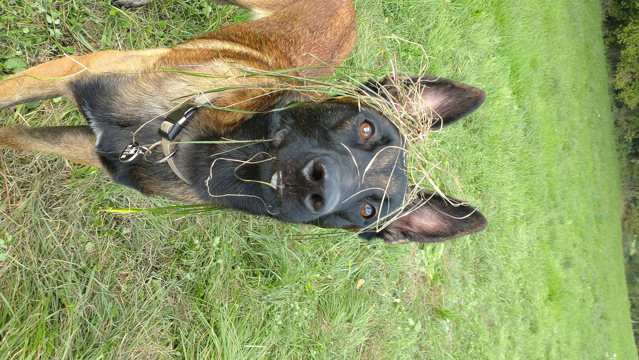Meïko a rejoint le concours — aidez-le/la à gagner de superbes lots ! bovine, canidae, carnivore, dog_breed, fawn, fur, grass, grassland, grazing, guard_dog, liver, pack_animal, pasture, plant, snout, sporting_group, terrestrial_animal, whiskers, wildlife, working_animal