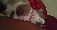 Fowler joined the competition — help win amazing prizes! cat, sleeping, collar, bell, pet, fur, animal, resting, indoor, closeup, cute, feline, pink, red, pattern, star, relaxing, calm, domestic, cozy