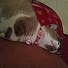 cat, sleeping, collar, bell, pet, fur, animal, resting, indoor, closeup, cute, feline, pink, red, pattern, star, relaxing, calm, domestic, cozy