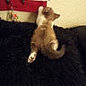 kitten, cat, fur, paw, tail, climbing, black_fur_surface, wall, fabric, red, white, brown, indoor, pet, animal, cute, fuzzy, small, back_view, reaching