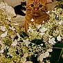 cat, orange_cat, black_and_white_cat, flowers, white_flowers, green_leaves, couch, indoor, pet, feline, closeup, curious, cozy, soft_lighting, background, houseplant, floral_arrangement, tabby_cat, relaxed, domestic