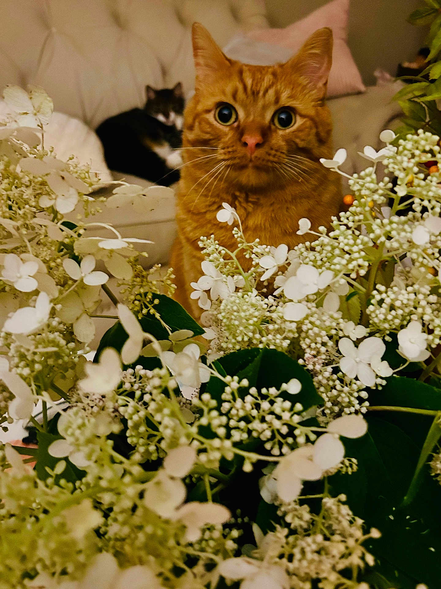 Mouse joined the competition — help win amazing prizes! cat, orange_cat, black_and_white_cat, flowers, white_flowers, green_leaves, couch, indoor, pet, feline, closeup, curious, cozy, soft_lighting, background, houseplant, floral_arrangement, tabby_cat, relaxed, domestic