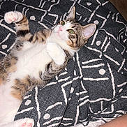Baia a rejoint le concours — aidez-le/la à gagner de superbes lots ! animal_photography, bed, belly_up, blanket, calico_markings, cat, close_up, cute, green_eyes, indoors, kitten, lying_down, patterned_background, pet, pink_paw_pads, relaxed, tabby, textile, whiskers, white_fur