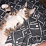 animal_photography, bed, belly_up, blanket, calico_markings, cat, close_up, cute, green_eyes, indoors, kitten, lying_down, patterned_background, pet, pink_paw_pads, relaxed, tabby, textile, whiskers, white_fur