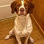dog, brown, white, sitting, wooden_floor, door, indoor, pet, canine, fur, ears, looking_at_camera, animal, mammal, floor, wall, portrait, house, domestic, companion