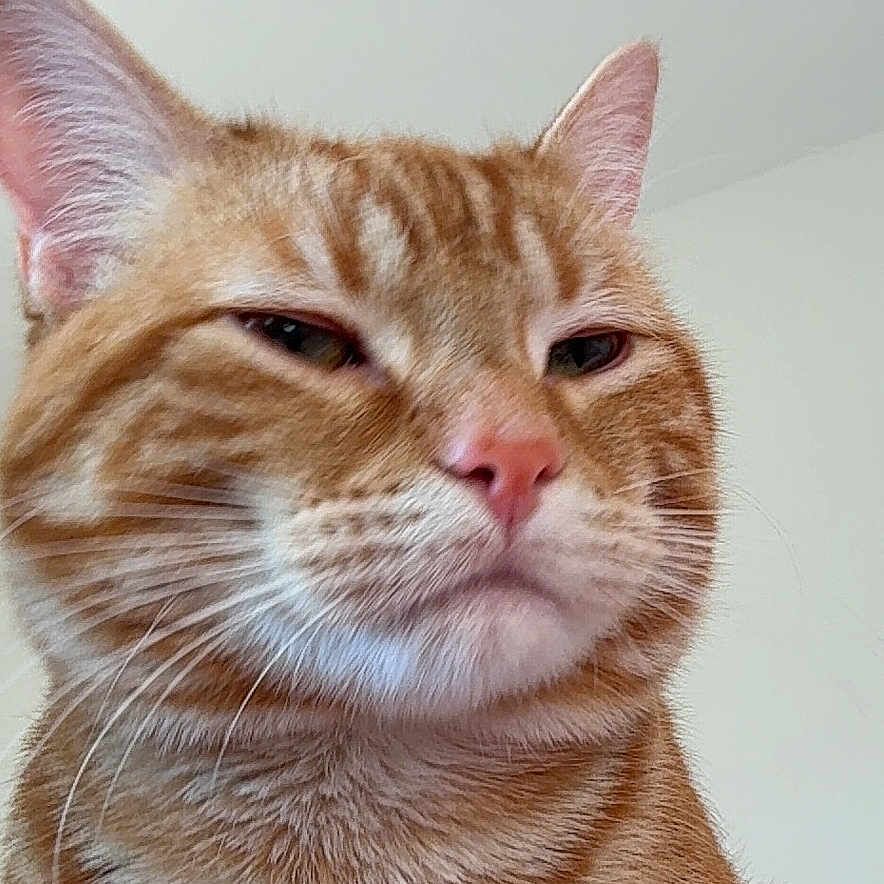 Blue Dontavious is registered to the contest to win money with this photo: animal, cat, chilling, closeup, cute, domestic_cat, ears, expression, face, feline, fur, head, indoor, looking_away, mammal, orange_tabby, pet, portrait, sitting, whiskers