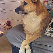 Trouble joined the competition — help win amazing prizes! dog, animal, pet, indoor, furniture, couch, paws, crossed_paws, fur, brown, white, stuffed_toy, lamb, blanket, carpet, side_view, relaxed, portrait, domestic, cozy