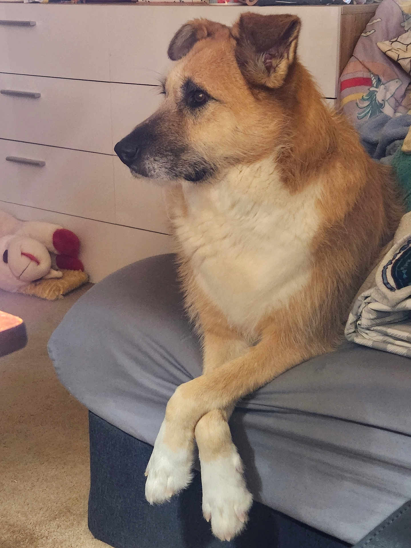 Trouble joined the competition — help win amazing prizes! dog, animal, pet, indoor, furniture, couch, paws, crossed_paws, fur, brown, white, stuffed_toy, lamb, blanket, carpet, side_view, relaxed, portrait, domestic, cozy