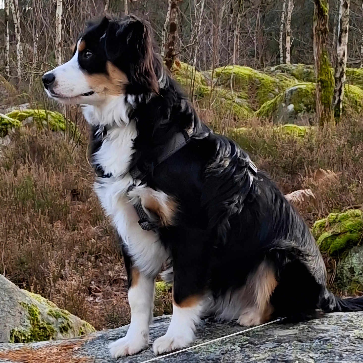 Vasco participe au concours pour gagner de l'argent avec cette photo : animal, appenzeller, canine, cockerspaniel, collie, dog, hound, husky, land, nature, outdoors, papillon, pet, plant, puppy, rock, slate, terrier, tree, vegetation