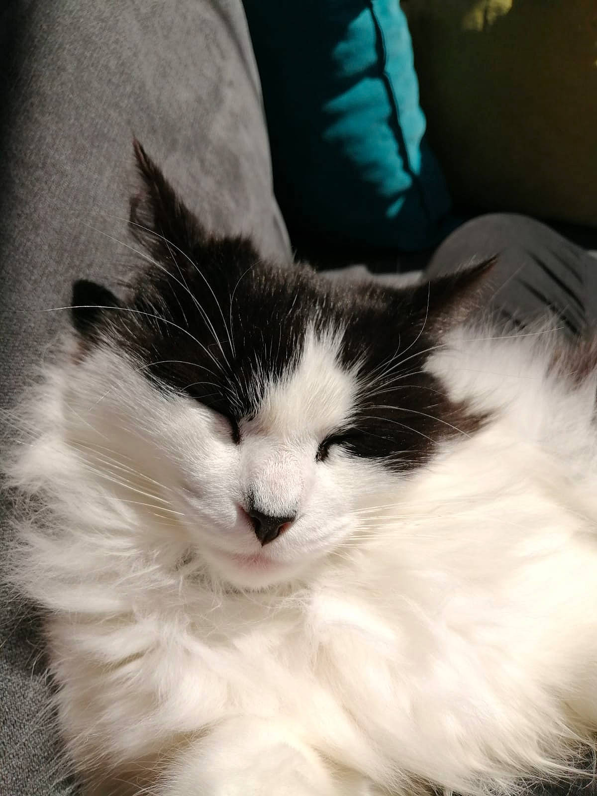 Paupiette participe au concours pour gagner de l'argent avec cette photo : carnivore, cat, claw, comfort, domestic_short_haired_cat, felidae, fur, monochrome_photography, nap, paw, sky, small_to_medium_sized_cats, snout, tail, whiskers