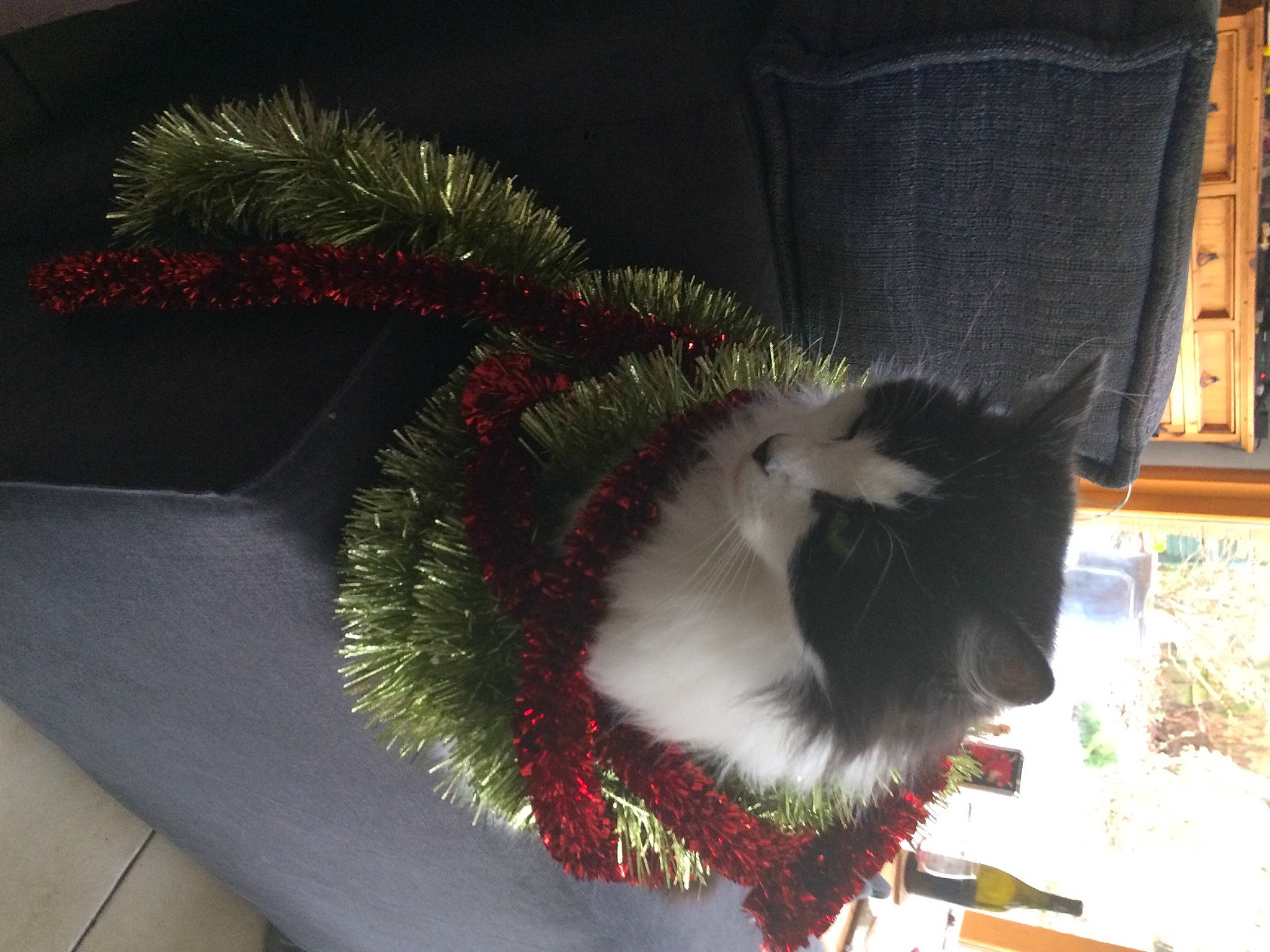 Paupiette participe au concours pour gagner de l'argent avec cette photo : carnivore, cat, christmas_decoration, christmas_ornament, christmas_tree, collar, costume_hat, event, evergreen, fawn, felidae, holiday_ornament, ornament, plant, small_to_medium_sized_cats, snout, tail, tree, whiskers, window