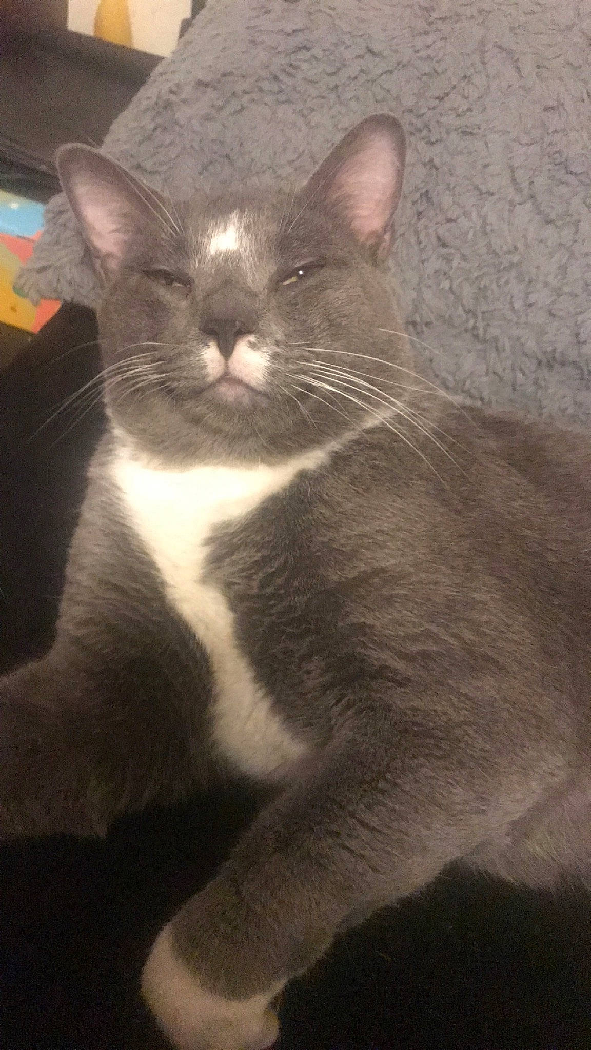 Dude is registered to the contest to win money with this photo: carnivore, cat, domestic_short_haired_cat, felidae, fur, grey, monochrome_photography, paw, small_to_medium_sized_cats, snout, terrestrial_animal, whiskers