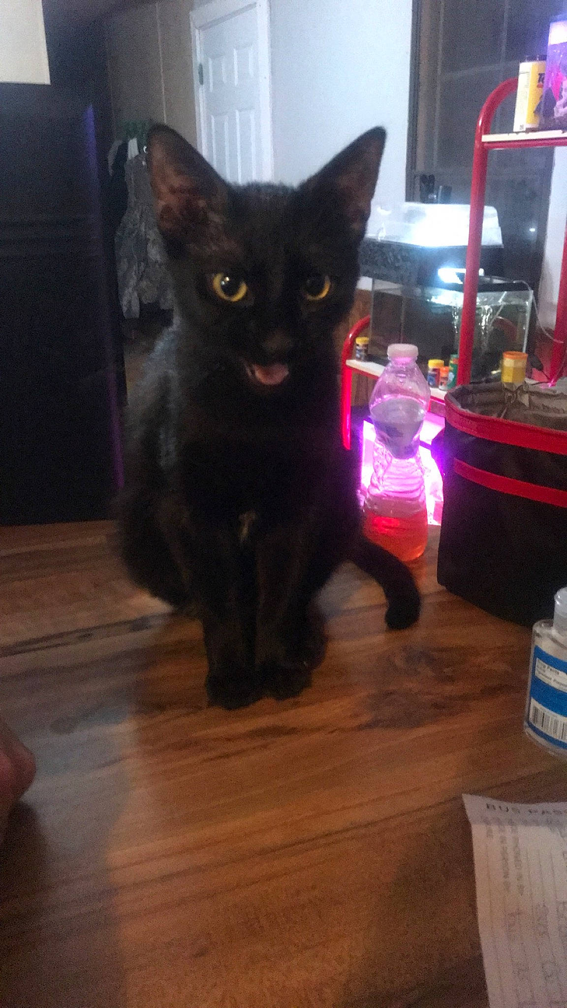 Jett is registered to the contest to win money with this photo: black_cat, carnivore, cat, computer_monitor, domestic_short_haired_cat, felidae, floor, flooring, fur, hardwood, laminate_flooring, small_to_medium_sized_cats, snout, tail, television, varnish, whiskers, wood, wood_flooring, wood_stain