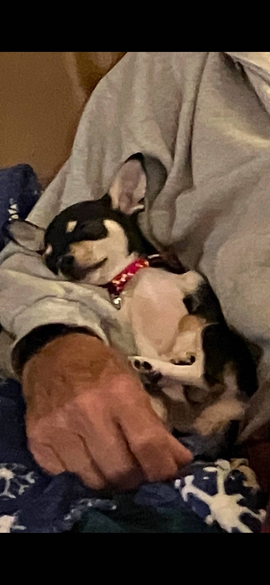 Levi joined the competition — help win amazing prizes! carnivore, comfort, companion_dog, couch, dog, dog_breed, dog_clothes, dog_supply, ear, fawn, linens, nap, paw, puppy_love, snout, sporting_group, terrier, toy_dog, whiskers, working_animal