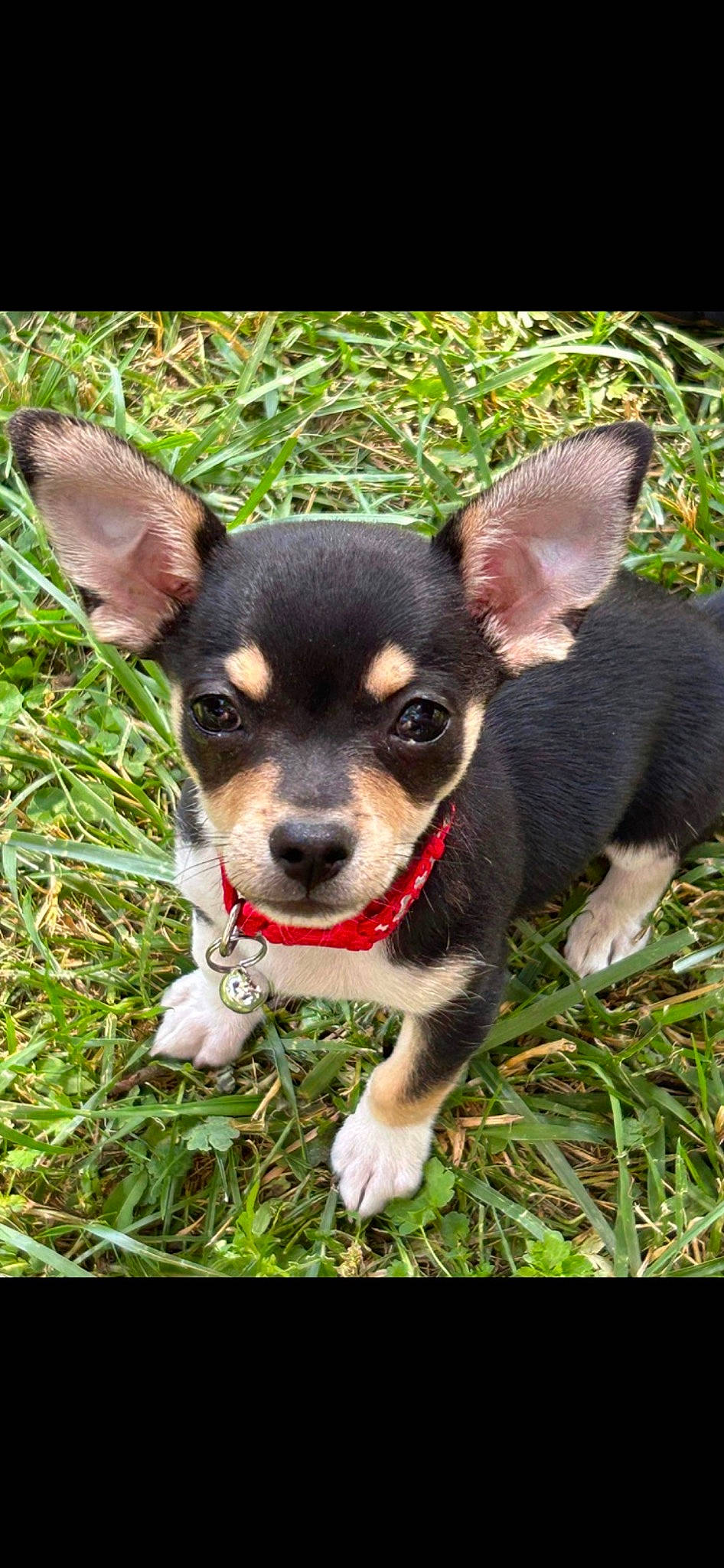 Levi is registered to the contest to win money with this photo: adventure, canidae, carnivore, chihuahua, companion_dog, corgi_chihuahua, dog, dog_breed, fawn, fur, grass, plant, russkiy_toy, snout, sporting_group, terrestrial_animal, terrestrial_plant, toy_dog, whiskers, working_animal