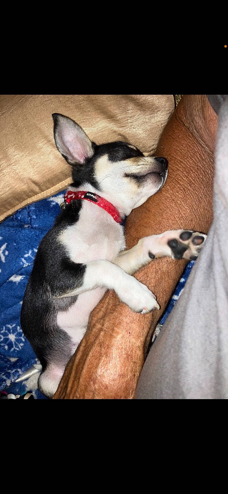 Levi joined the competition — help win amazing prizes! bored, canidae, carnivore, comfort, companion_dog, dog, dog_breed, dog_supply, fawn, fur, head, mammal, paw, snout, sporting_group, tail, terrestrial_animal, toy_dog, whiskers, working_animal