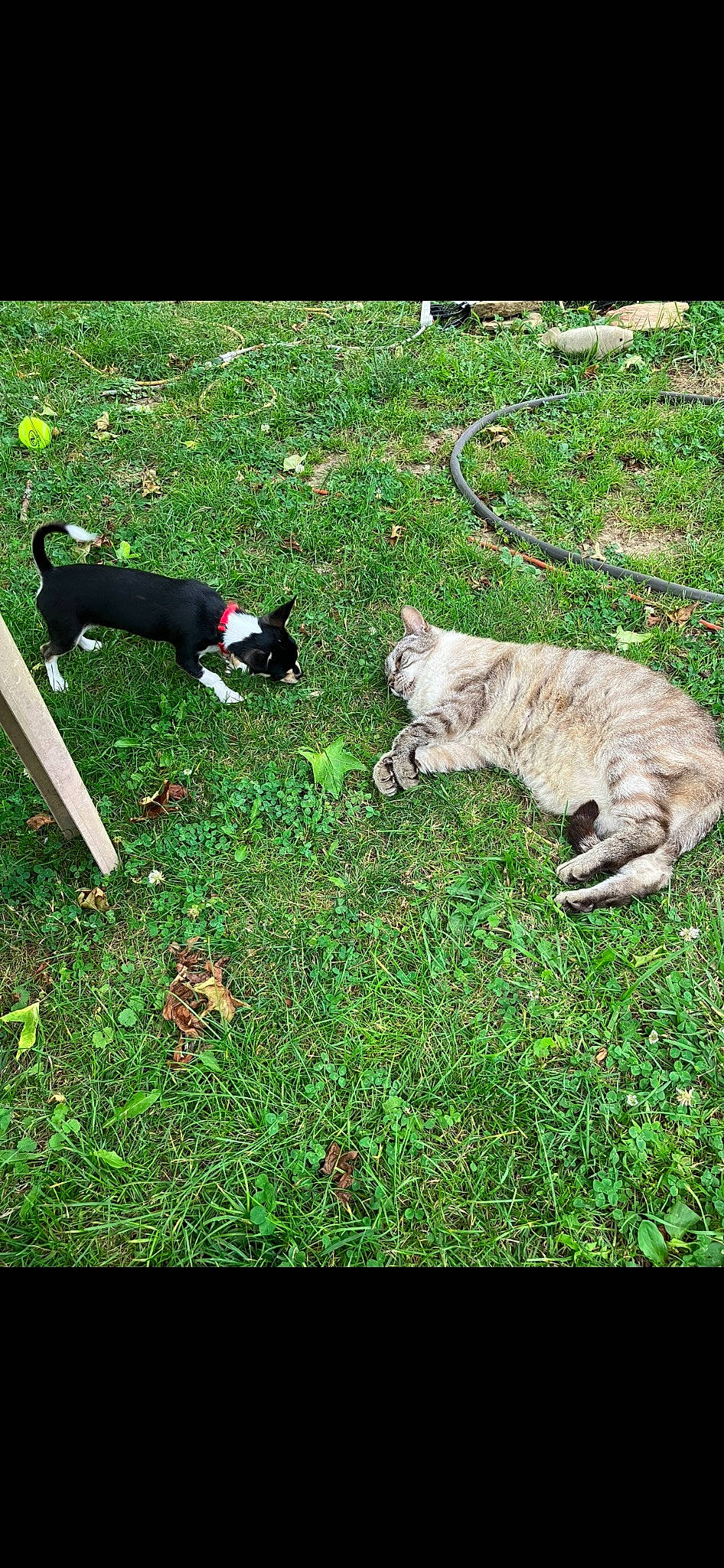 Levi is registered to the contest to win money with this photo: canidae, carnivore, cat, companion_dog, dog, dog_breed, domestic_short_haired_cat, felidae, fur, grass, grassland, groundcover, lawn, pasture, plant, small_to_medium_sized_cats, sporting_group, tail, terrestrial_animal, whiskers