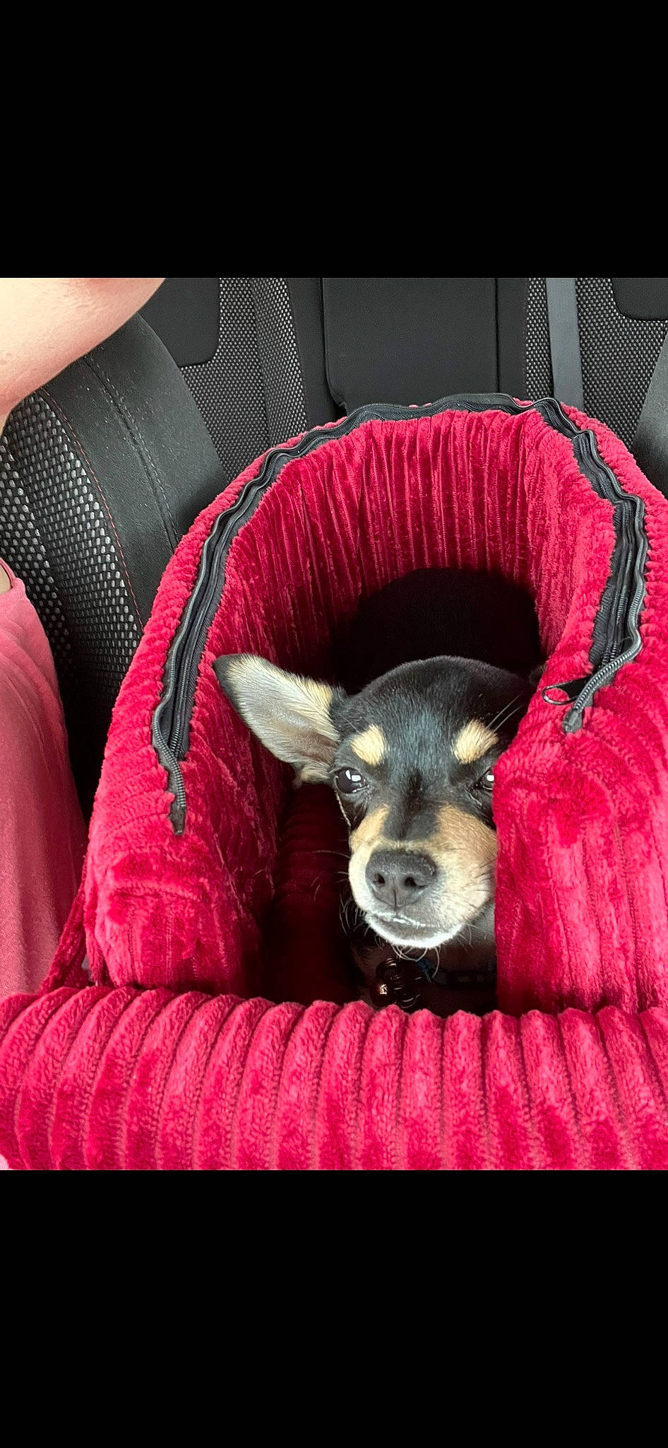 Levi joined the competition — help win amazing prizes! argali, audio_equipment, canidae, carmine, comfort, fawn, fur, horn, human_leg, linens, livestock, magenta, metal, purple, snout, sportswear, terrestrial_animal, whiskers, wildlife, working_animal