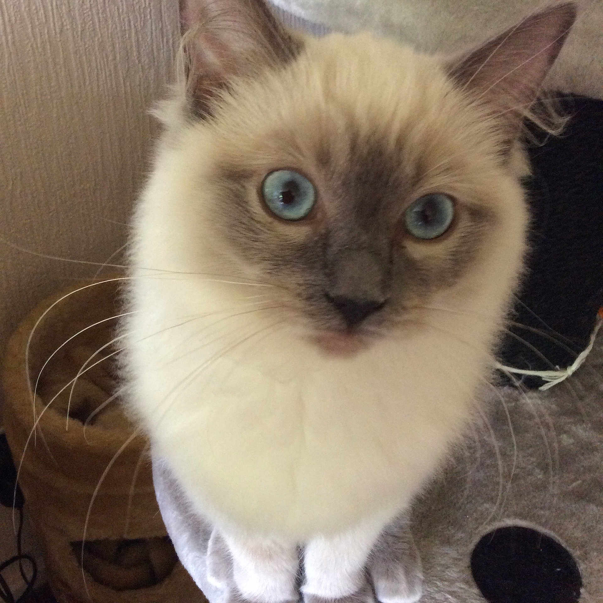 Coco